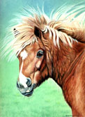 Pony, Equine Art - Bad Hair Day
